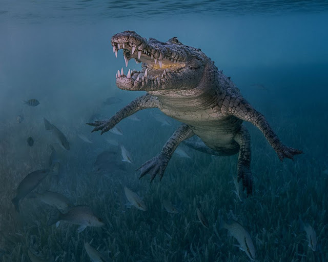 9. Настоящий динозавр. В Соединенных Штатах острорылый крокодил встречается в южной части Флориды (а также, в Пуэрто-Рико), однако, в связи с потеплением климата, границы ареала могут расшириться дальше на север. (Фото Antonio Pastrana | The Ocean Art 2018 Underwater Photography Competition):