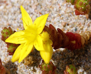 Biting Stonecrop-Herb Biting Stonecrop-Herb