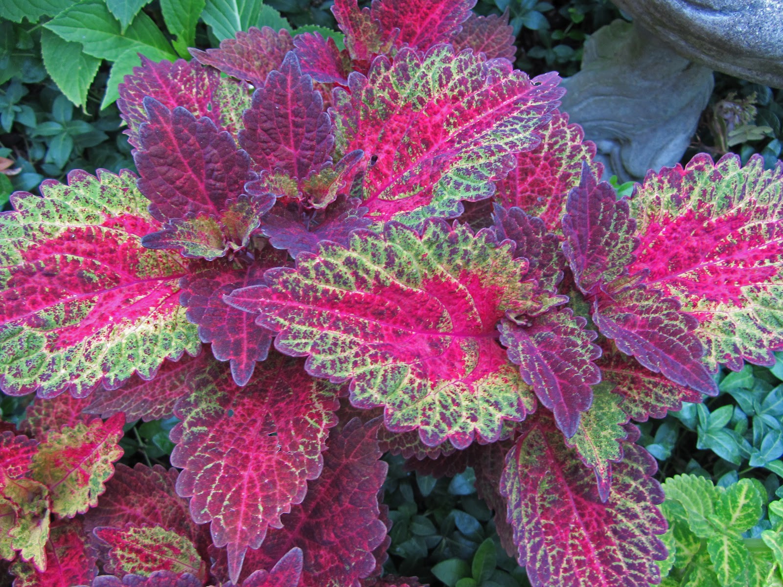 Gatsbys Gardens Jul 16, 2012