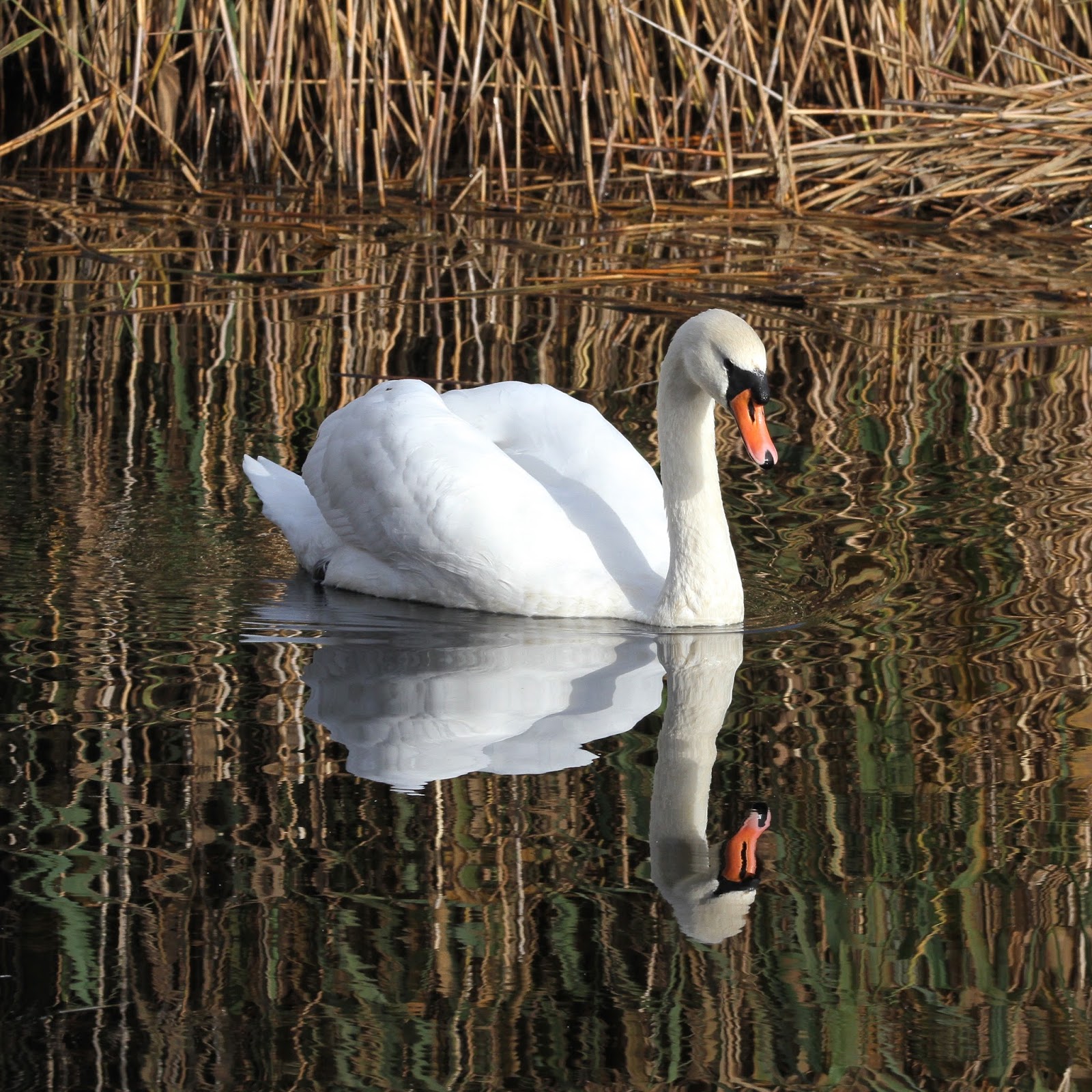TrogTrogBlog: Bird of the week - Mute swan