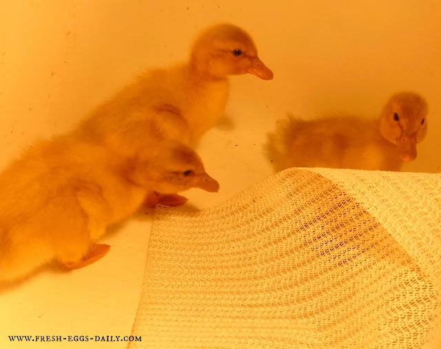 Beginners Guide to Raising Ducklings Fresh Eggs Daily® with Lisa Steele