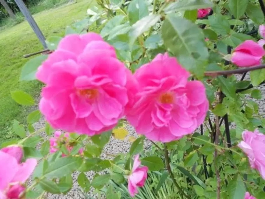 Spring Roses