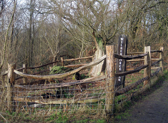 The Wilberforce Oaks, near Keston. 5 February 2010. The Wilberforce Oaks, near Keston. 5 February 2010.