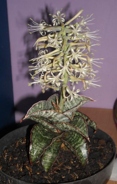 Sansevieria-info foto dan harga sansevieria. sansevieria indonesia