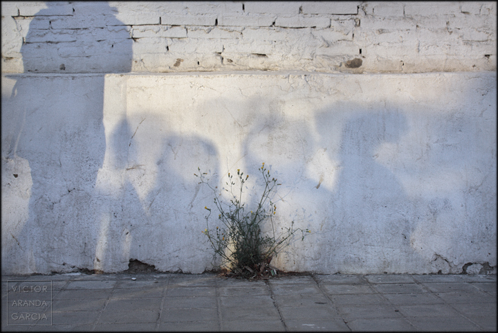 Naturaleza urbana -con luz reflejada y sombras de paseantes- naturaleza,urbana,valencia,serie,fotografia,arte,sombras,reflejo