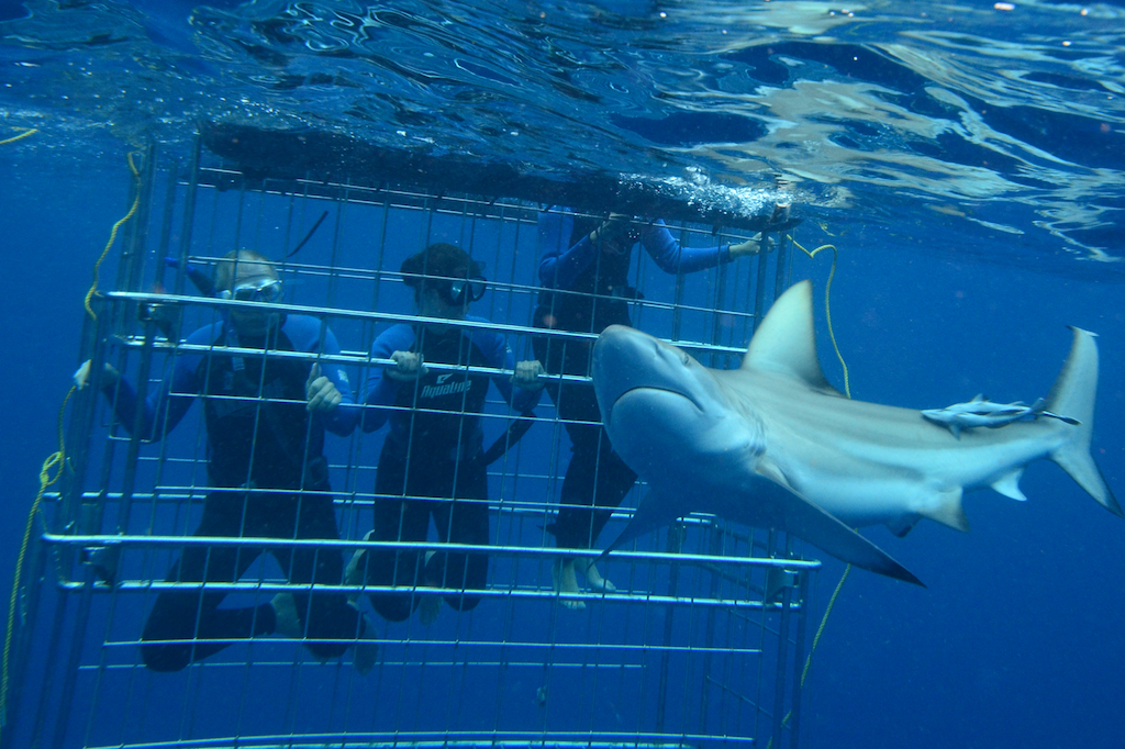 SHARK CAGE DIVING KZN IN DURBAN Shark Cage Diving KZN