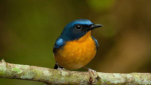 20+ Harga burung tledekan gunung gacor terupdate