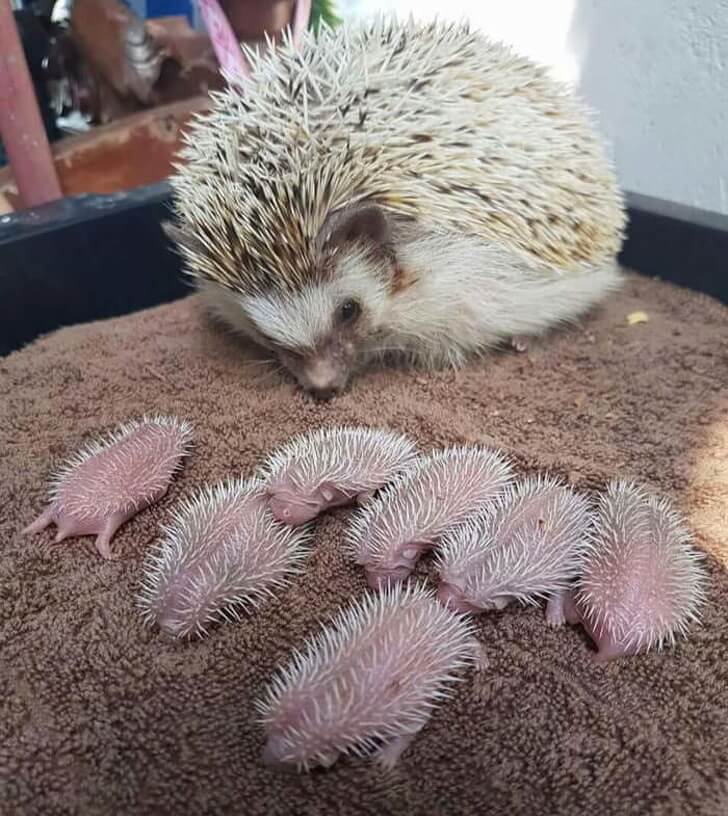 25 Heart-Melting Pictures That Made Even The Toughest Of Us Cry - Baby hedgehogs and their mom