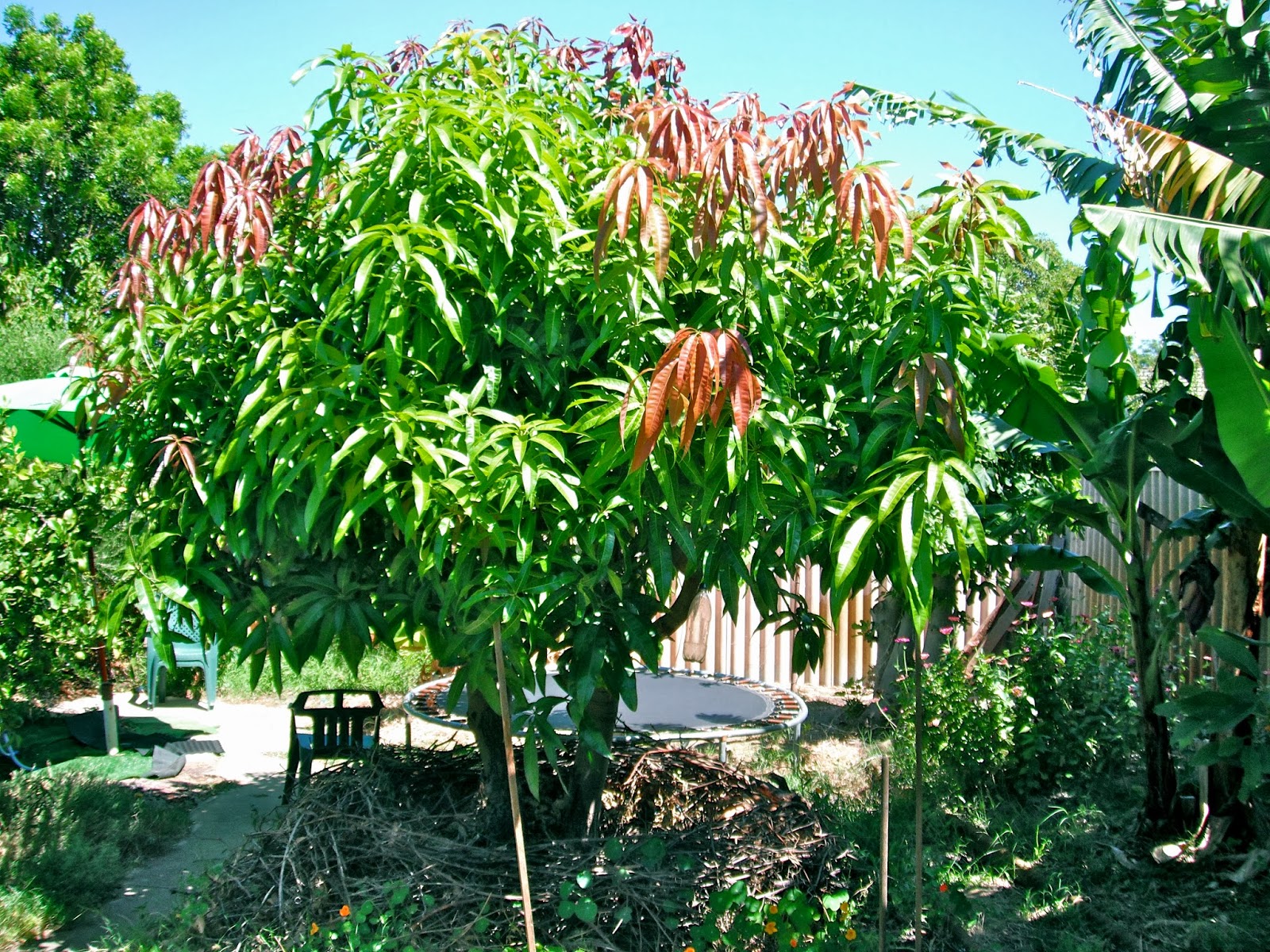 Mike Doran's Windy City Window Cleaning Perth 0403774516 Growing