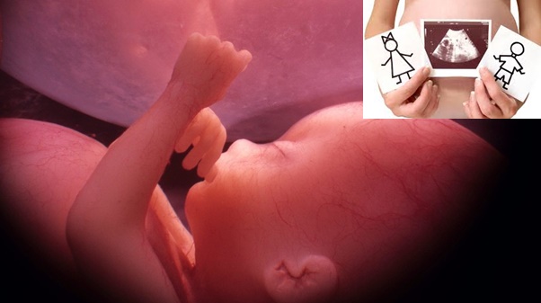 muñecas que están embarazadas