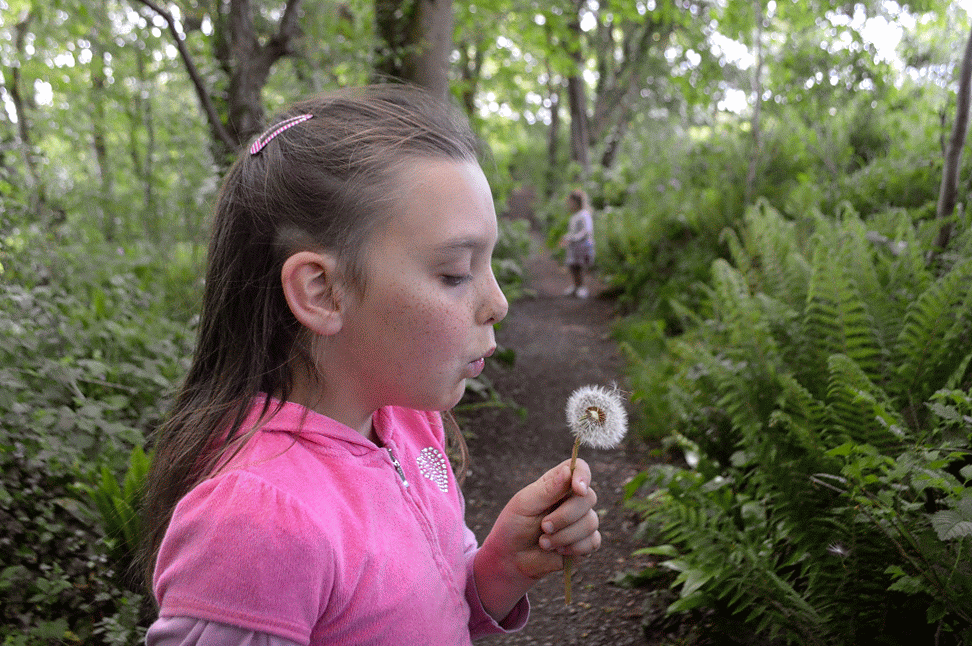 , Finding Magic in the Fairy Woods &#8211; Do you Believe?