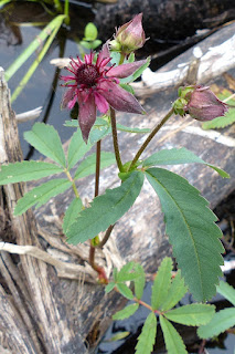 Potentille des marais - Comarum palustre - Comaret Potentille des marais - Comarum palustre - Comaret