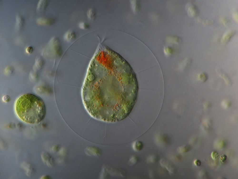 Одноклеточные водоросли фотосинтез. Chlamydomonas reinhardtii водоросли. 1) Хламидомонада. Одноклеточная водоросль хламидомонада. Хламидомонада автотроф.