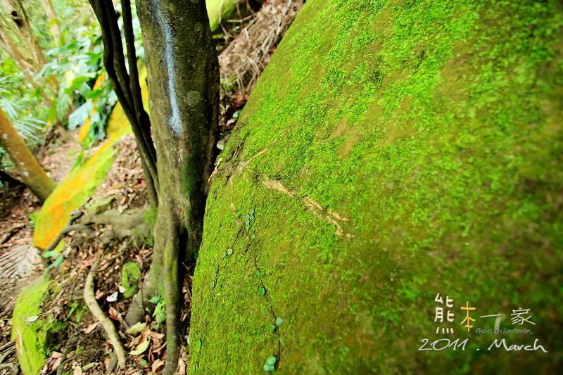 五寮尖|三峽小百岳|五寮尖和石碇鄉的皇帝殿齊名|玉觀音蓮花寺、福德宮、濟玄堂及玉里商店都是五寮尖的登山口