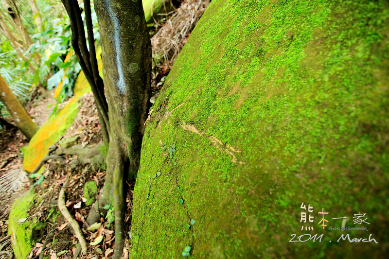 五寮尖|三峽小百岳|五寮尖和石碇鄉的皇帝殿齊名|玉觀音蓮花寺、福德宮、濟玄堂及玉里商店都是五寮尖的登山口
