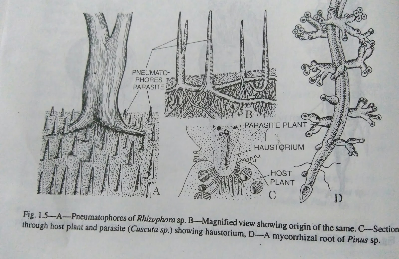 Roots modified roots and functions of rootdigieduco