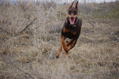 My Jenny - 14 Months Old Photo by Trisha Field