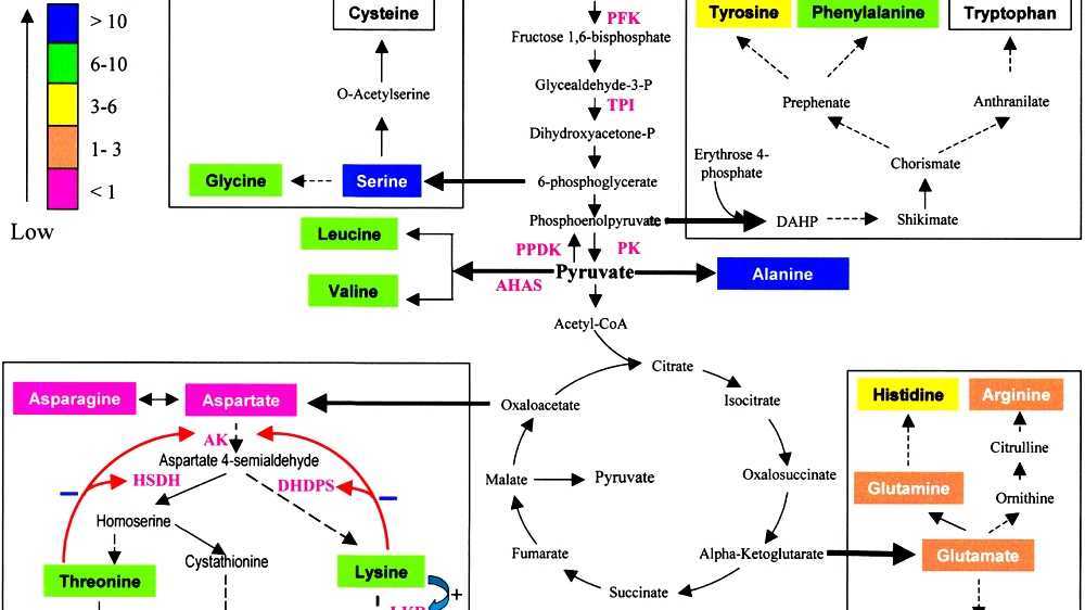 Amino acid synthesis