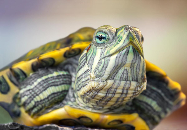 Le extrajeron una tortuga de la vagina tortuga