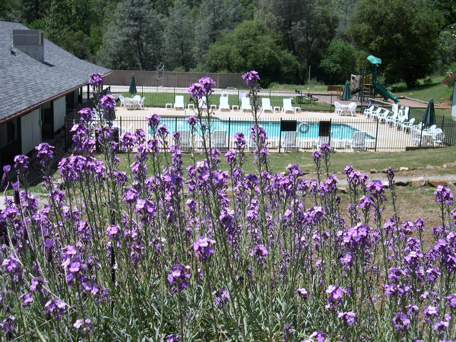 The Erdelyi's are work camping Our 1st work camper job, at Yosemite