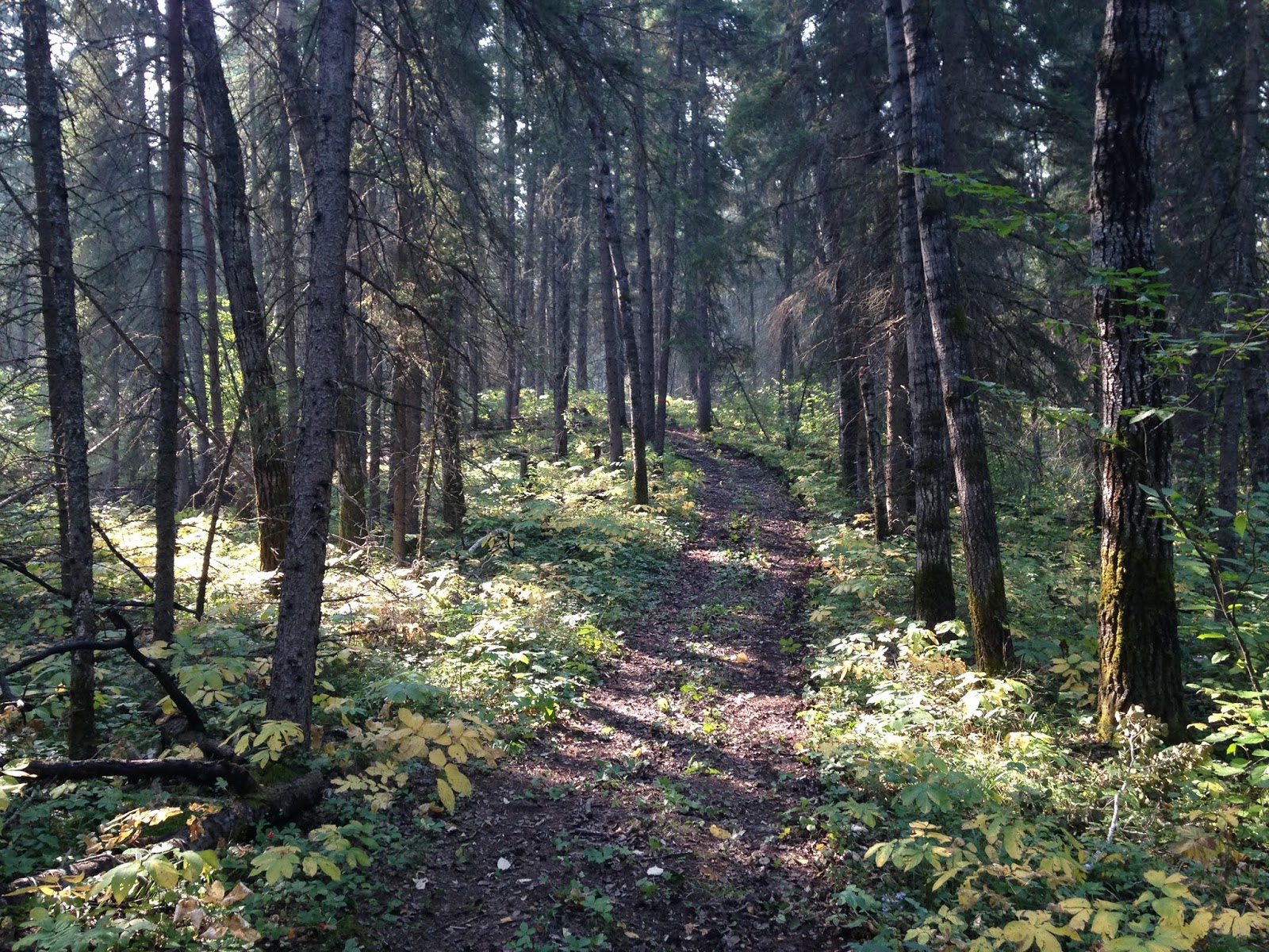 EcoFriendly Sask Melfort CrossCountry Ski Trails