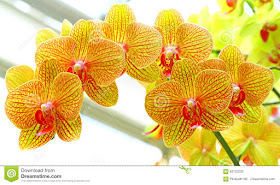 orquidea-phalaenopsis-de-petalos-amarillos