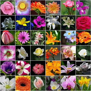 Beautiful Flower Names Wastetime Post | World