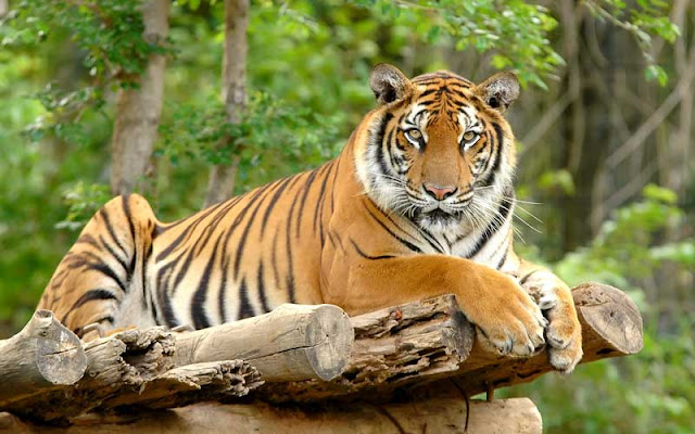 Fakta tentang harimau 9 Fakta Menarik Tentang Harimau yang Tidak Anda Ketahui