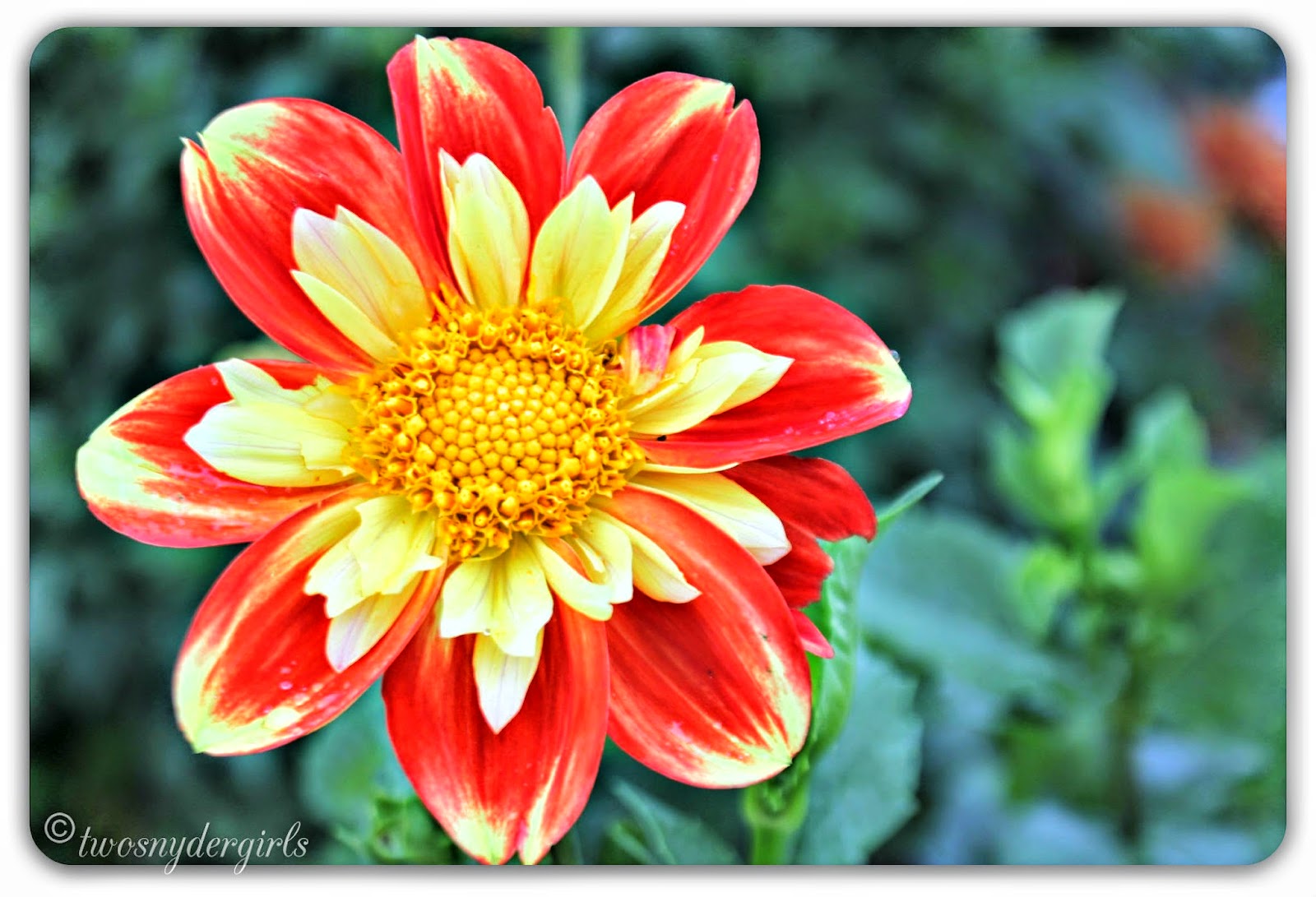 Dahlia