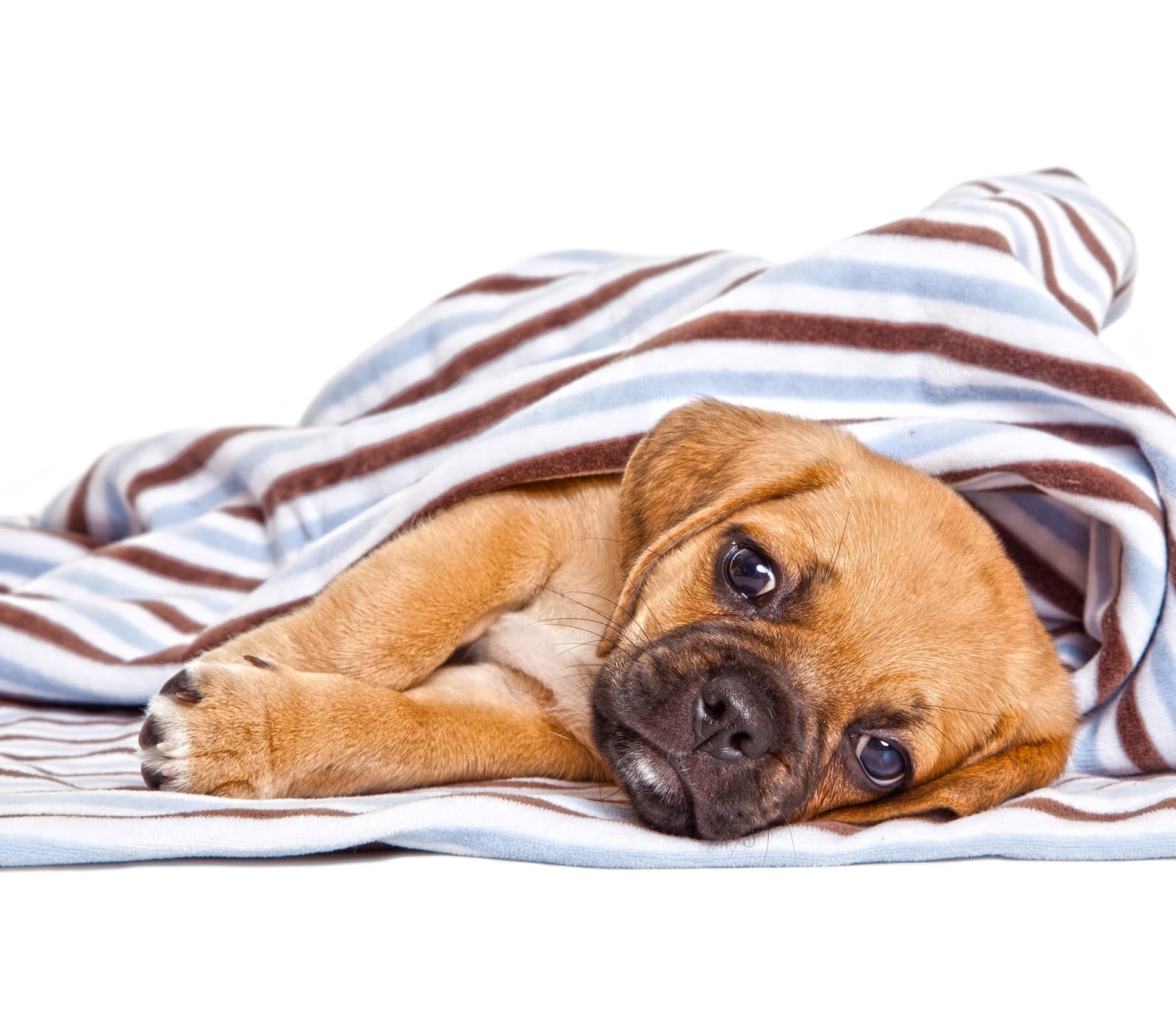 Dog Trainers Insurance Uk Dog Trainers Insurance Uk