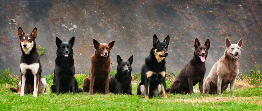 Dripping Slikke mock Australian Kelpie - Breed Profile | Australian Dog Lover