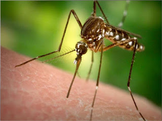 virus Zika virus Zika