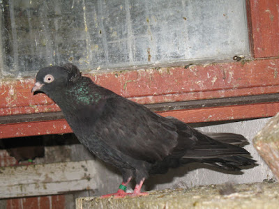 black roller pigeons - bihac - roleur