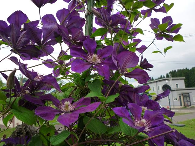 濃紫のクレマチス地植え2