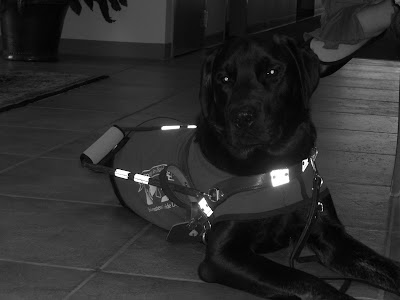 black/white picture of Rudy in a down-stay in harness/coat