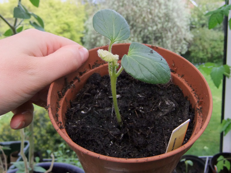 Seedling Jungle — Lovely Greens