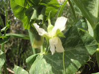 flor del guisante