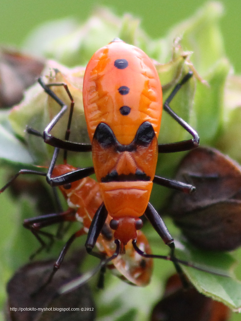 Orange Man Face Assasin Bug in Sumatra Indonesia