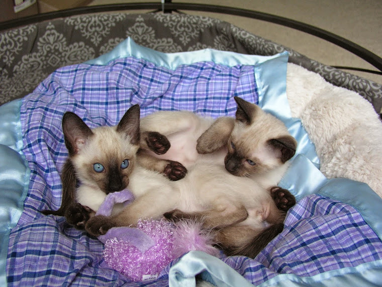 34 HQ Pictures Siamese Kittens For Sale Mn : Carolina Blues Cattery Siamese Kittens for Sale