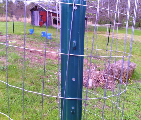 Speechless Workin Stiff Installing TPost Clips on Garden Fence