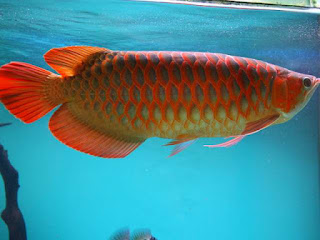 warna-ikan-arwana-merah.jpg