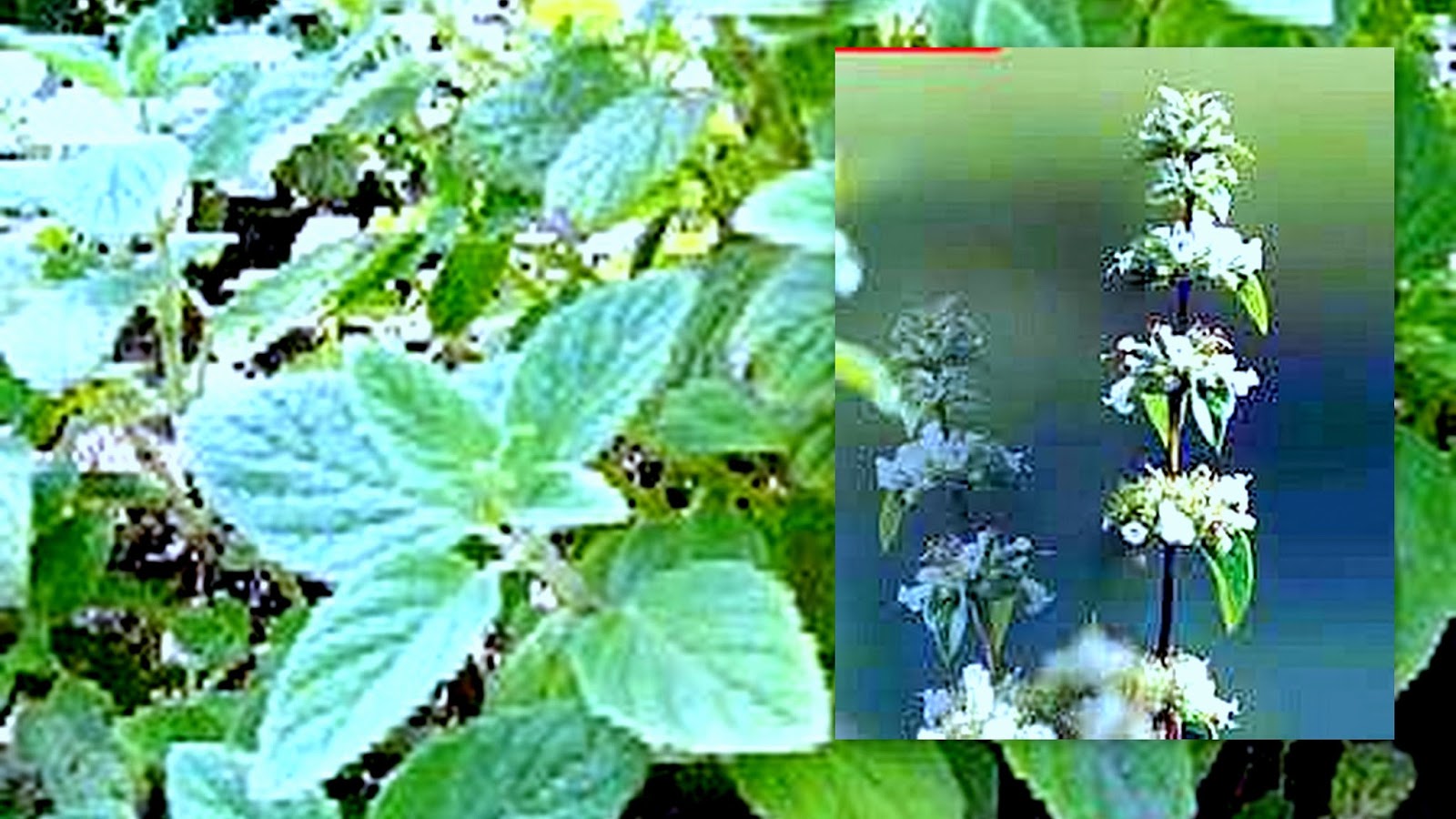 Animales y Plantas de Perú: Muña - Minthostachys setosa
