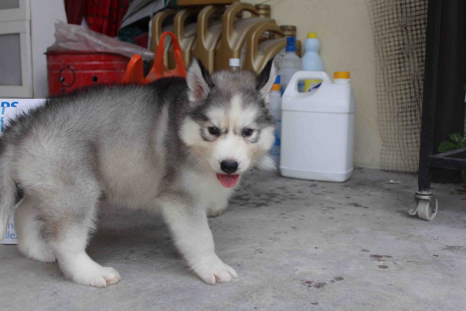 LovelyPuppy Double Coat Wooly Husky Puppy