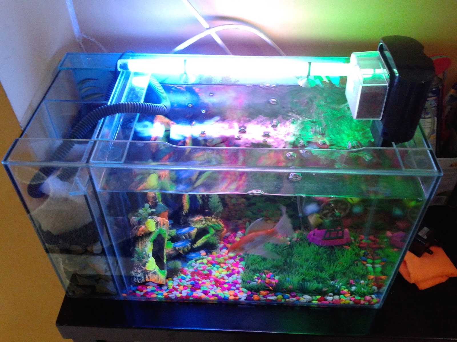Aneka Model Aquarium 10 Jenis Aquarium Bulat, Contoh Model Akuarium