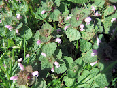 Purple Dead Nettle 2012m14