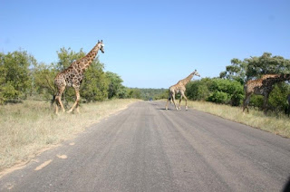 Sudáfrica diamante con bidtravel https://www.bidtravel.es/ofertas-sudafrica-diamante