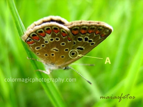 Female Common blue butterfly-wings' underside pattern