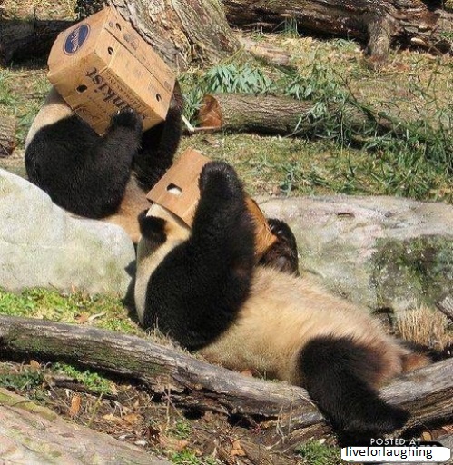 laugh or smlie: funny panda
