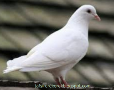 8 Tafsir Mimpi Burung Merpati Menurut Erek Erek 2d 3d 4d Tafsir Erek Erek