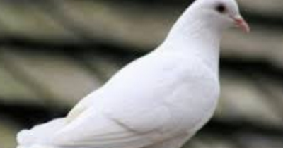 8 Tafsir Mimpi Burung Merpati Menurut Erek Erek 2d 3d 4d Tafsir Erek Erek